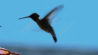 国产蜂鸟在线观看视频,在线观看，探索智能无人机新篇章