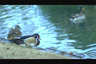 国产鸭子免费视频